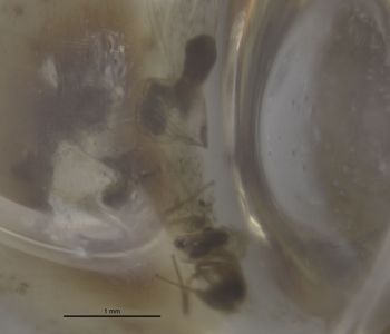 Media type: image;   Entomology 11935 Aspect: habitus dorsal view